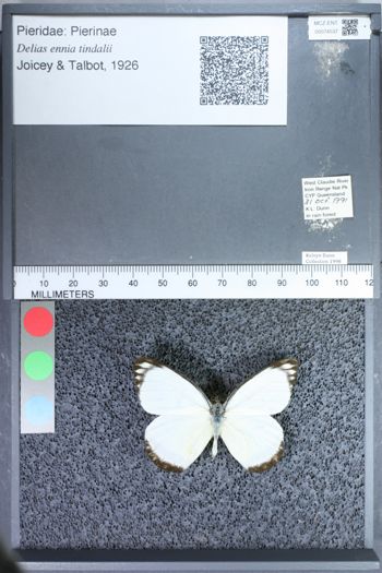 Media type: image;   Entomology 74537
